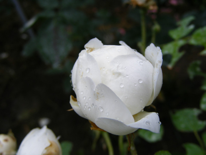 Glamis Castle (AUSlevel); Shrub(Arbust)Floare medie-mare,40-120 petale,parfum mediu-puternic(3-4 din 5 puncte)h0,9-1,2m
