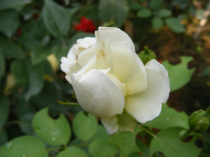 Glamis Castle (AUSlevel); Shrub(Arbust)Floare medie-mare,40-120 petale,parfum mediu-puternic(3-4 din 5 puncte)h0,9-1,2m
