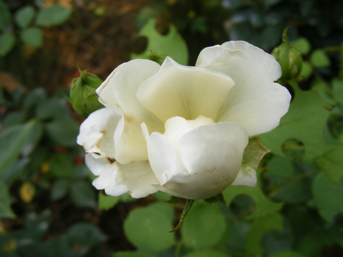 Glamis Castle (AUSlevel); Shrub(Arbust)Floare medie-mare,40-120 petale,parfum mediu-puternic(3-4 din 5 puncte)h0,9-1,2m

