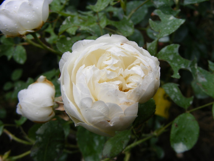 Glamis Castle (AUSlevel); Shrub(Arbust)Floare medie-mare,40-120 petale,parfum mediu-puternic(3-4 din 5 puncte)h0,9-1,2m
