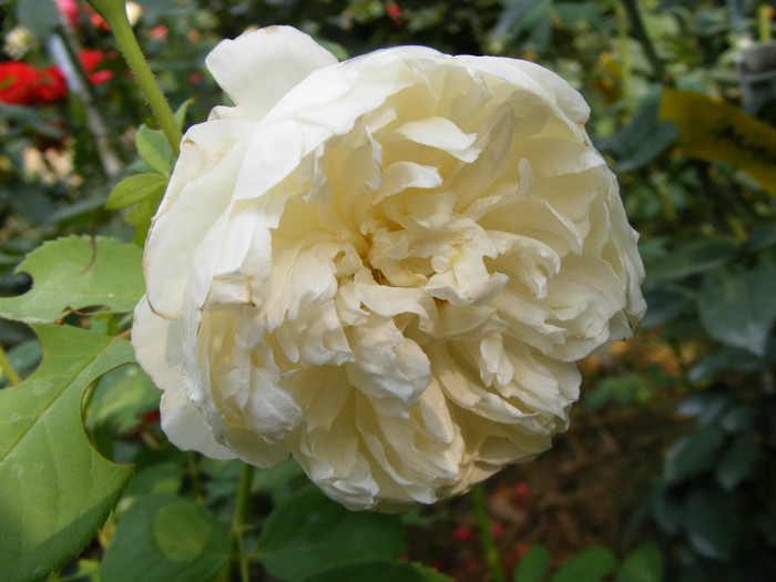 Glamis Castle (AUSlevel); Shrub(Arbust)Floare medie-mare,40-120 petale,parfum mediu-puternic(3-4 din 5 puncte)h0,9-1,2m
