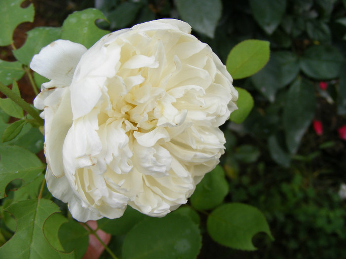 Glamis Castle (AUSlevel); Shrub(Arbust)Floare medie-mare,40-120 petale,parfum mediu-puternic(3-4 din 5 puncte)h0,9-1,2m
