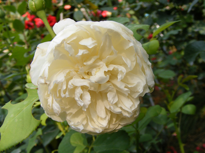 Glamis Castle (AUSlevel); Shrub(Arbust)Floare medie-mare,40-120 petale,parfum mediu-puternic(3-4 din 5 puncte)h0,9-1,2m
