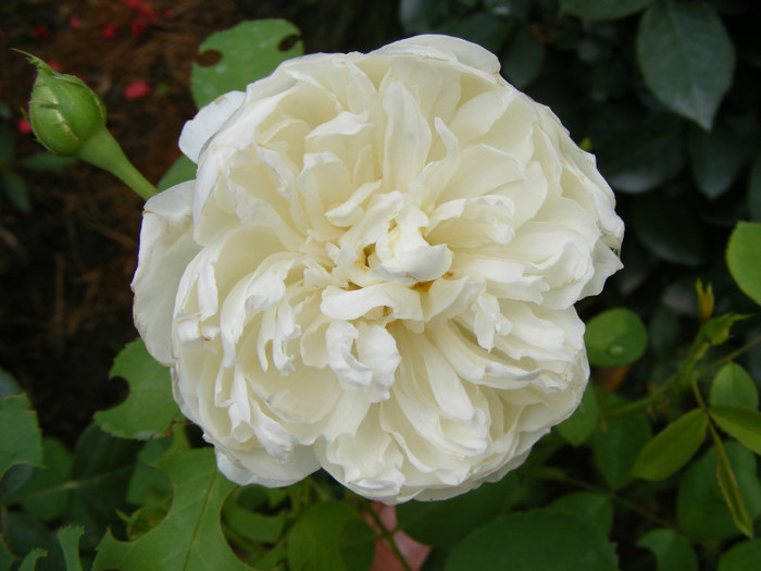 Glamis Castle (AUSlevel); Shrub(Arbust)Floare medie-mare,40-120 petale,parfum mediu-puternic(3-4 din 5 puncte)h0,9-1,2m
