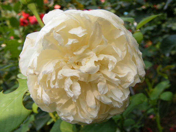 Glamis Castle (AUSlevel); Shrub(Arbust)Floare medie-mare,40-120 petale,parfum mediu-puternic(3-4 din 5 puncte)h0,9-1,2m
