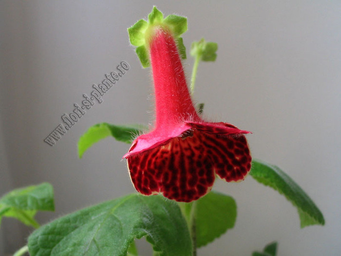 NEW - Kohleria MOA; Imagini in premiera
