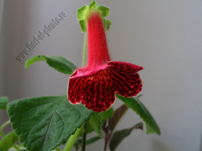 NEW - Kohleria MOA; Imagini in premiera
