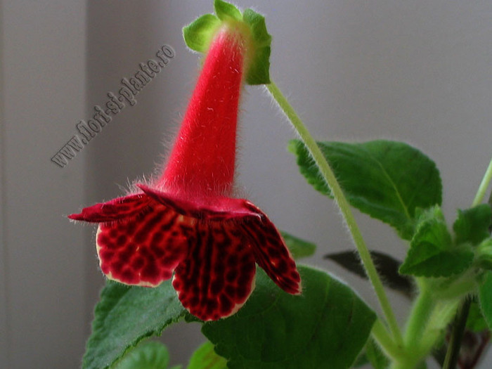 NEW - Kohleria MOA; Imagini in premiera
