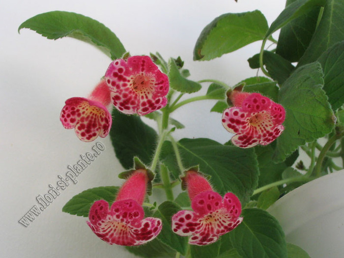 Kohleria Lucky Lucifer 23