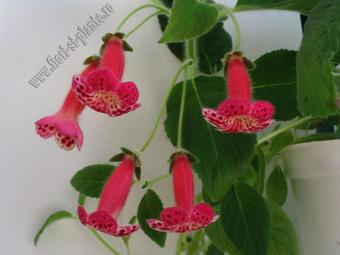 Kohleria Lucky Lucifer 24