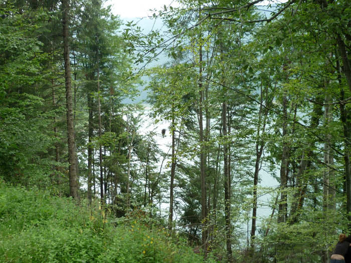 P1000332 - Curtea de Arges-Transfagaras 2011