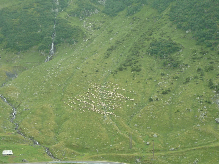 P1000353 - Curtea de Arges-Transfagaras 2011