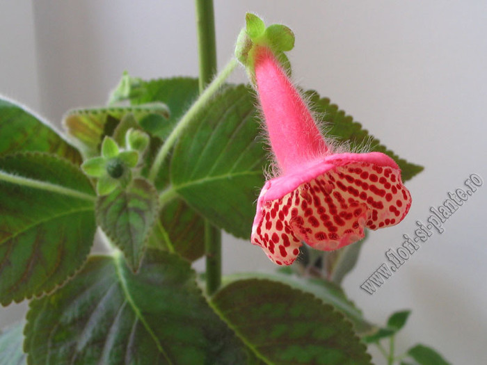 NEW - Kohleria Anneli; Imagini in premiera
