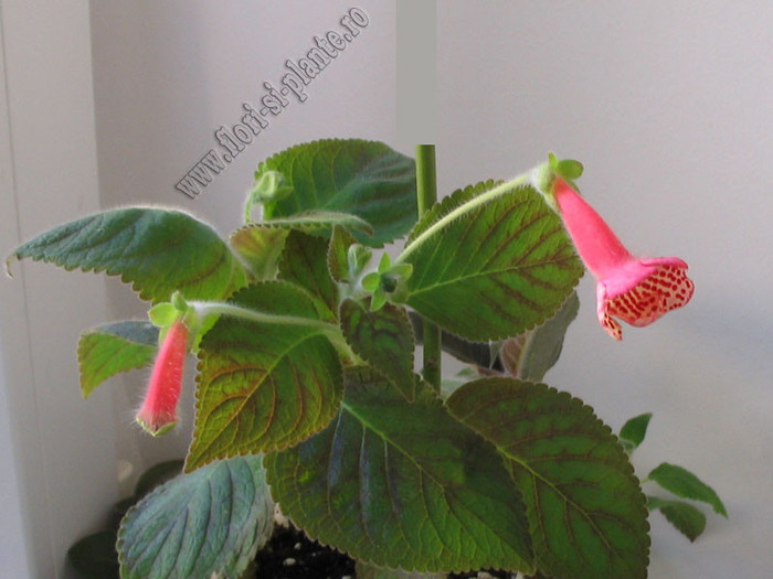 NEW - Kohleria Anneli; Imagini in premiera
