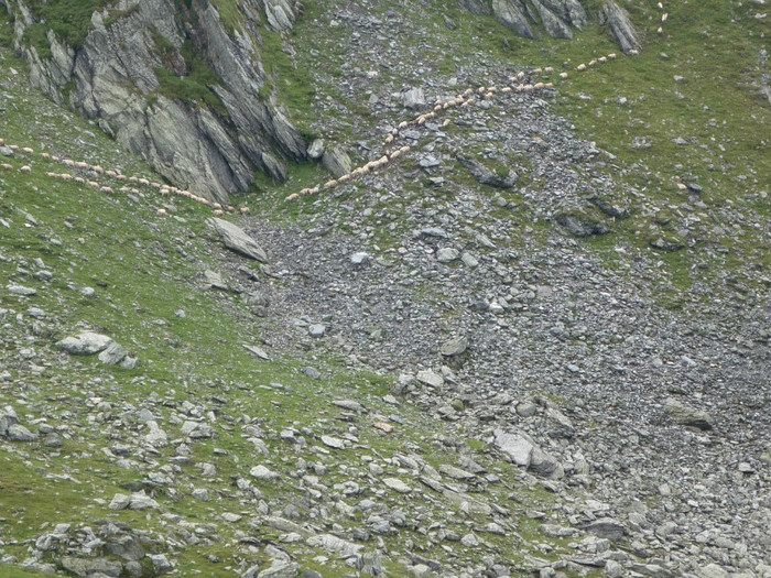 P1000395 - Curtea de Arges-Transfagaras 2011