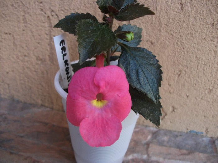 Erlkonig - Achimenes 2011