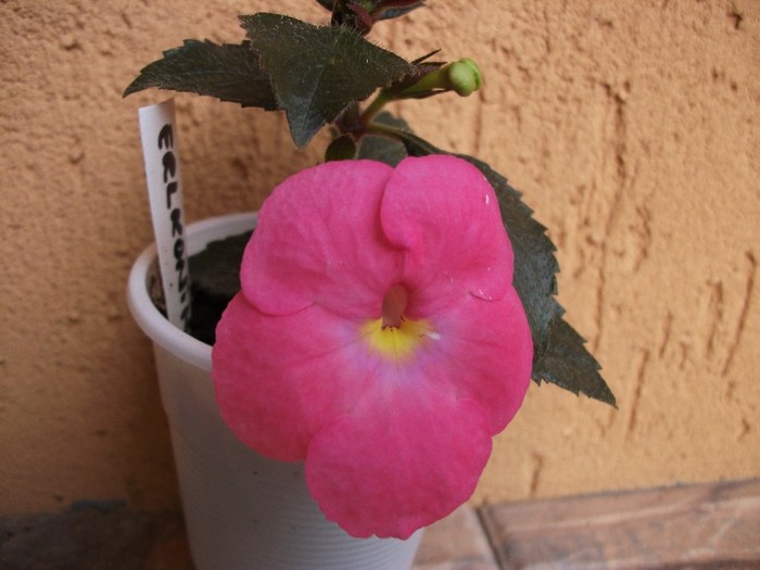 Erlkonig - Achimenes 2011