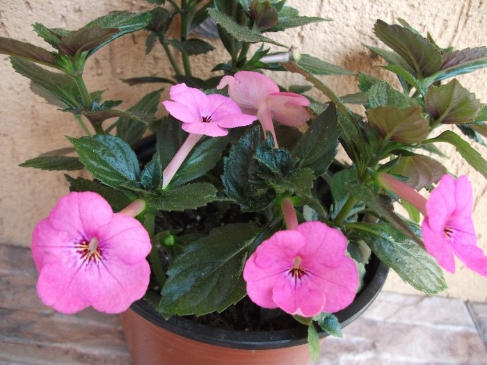 Rose Dream - Achimenes 2011