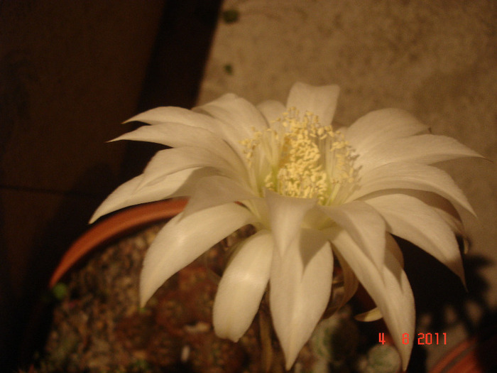 DSC02988 - cactusi si suculente