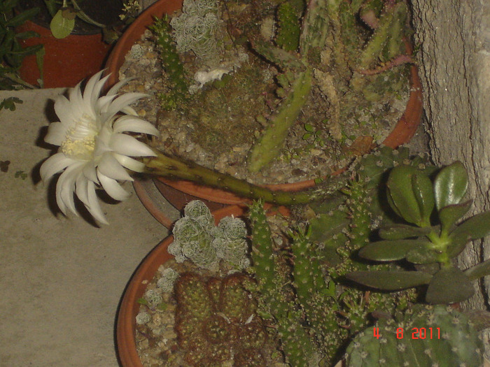 DSC02994 - cactusi si suculente