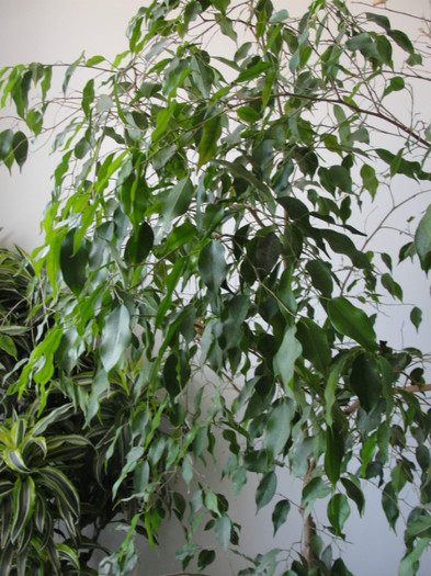 ficus benjamin