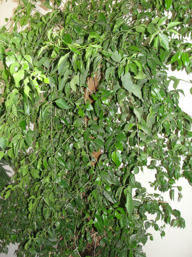 bouganvilea alba - jungla de acasa