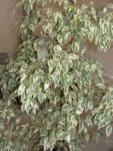 ficus benjamin