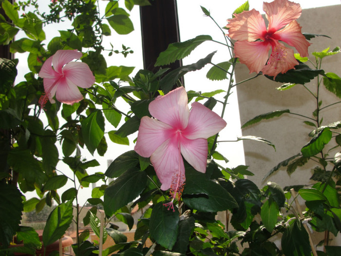 hibi dainty pink si pink shower sport