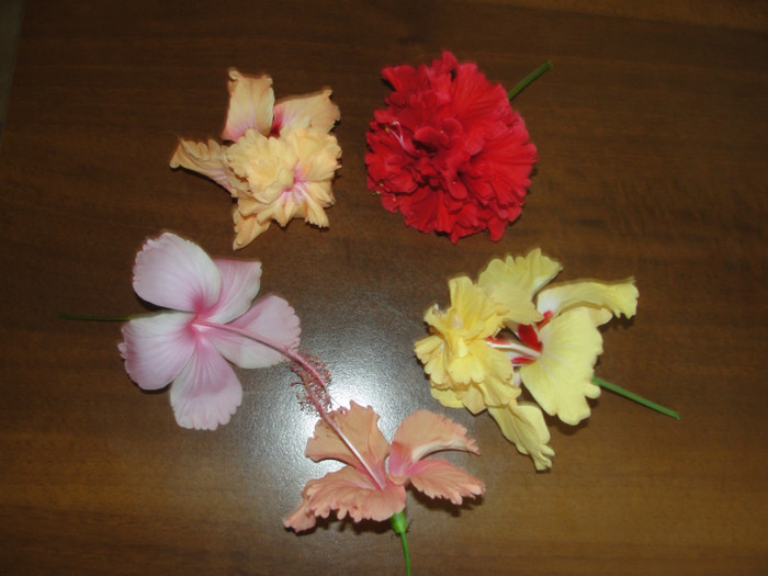 hibi de vis-dianthoides, el capitolio sport, el capitolio sport of sport, dainty pink, pink shower s