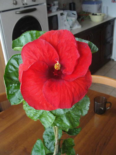 hibi red robyn