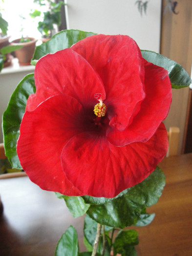 hibi red robyn