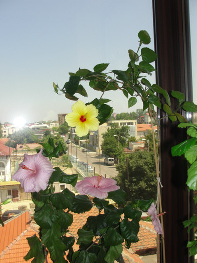 hibi robyn ann si galben cu ochi rosu - C-HIBISCUS DE LA GOMMER-2011
