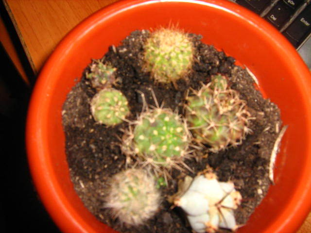 Picture 332 - cactusii mei