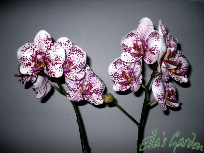 SAM_7453 - 2011 Orhidee