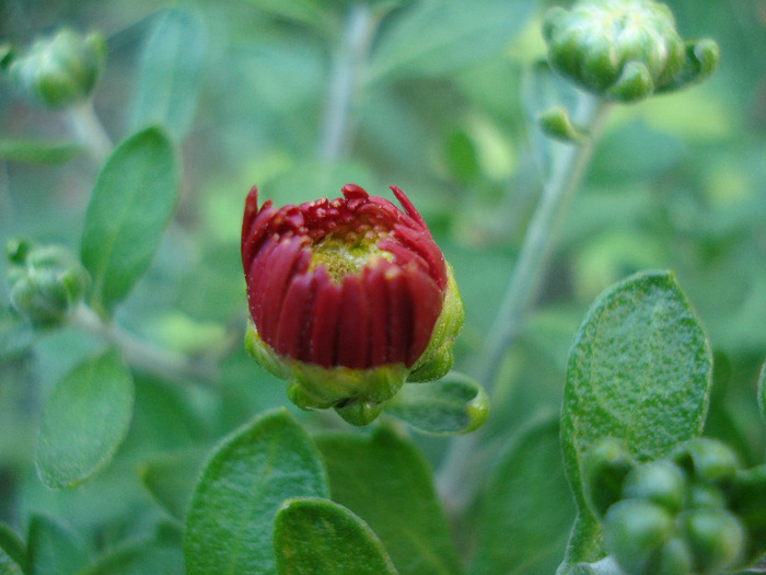 Red Chrysanthemum (2011, Aug.02) - Red Yellow Chrysanthemum