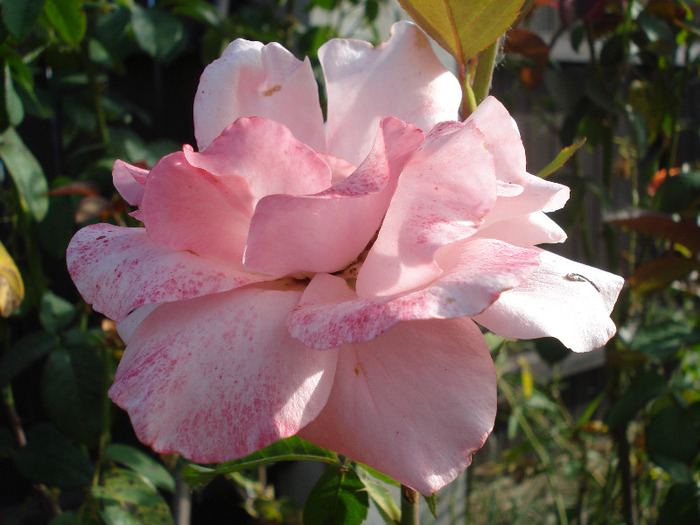 Rose Royal Highness (2011, Aug.02) Rose Royal Highness (2011, Aug.02)