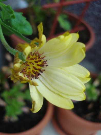 African Daisy (2011, July 01) - DAISY Osteospermum