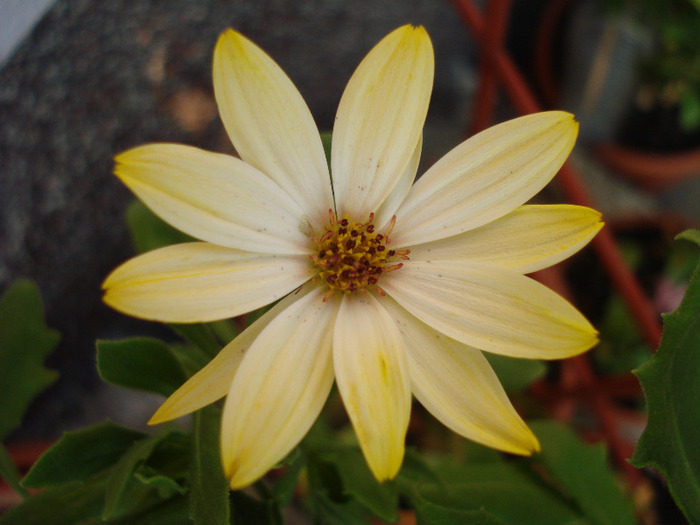 African Daisy (2011, July 10) - DAISY Osteospermum