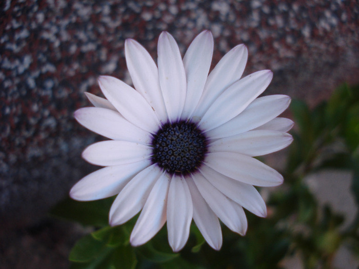 African Daisy (2011, July 24) - DAISY Osteospermum