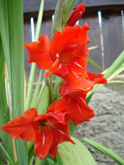 Red Gladiolus (2010, June 20) - Gladiolus Red