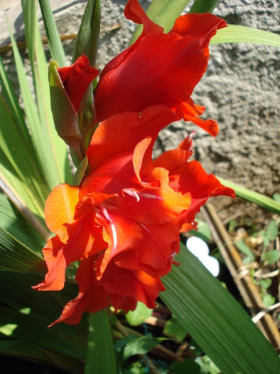 Red Gladiolus (2010, June 21) - Gladiolus Red