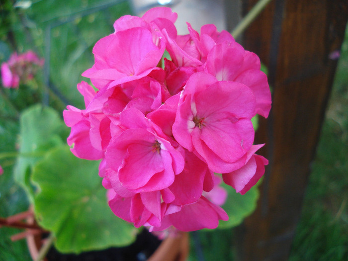 Orbit geranium Violet, 02aug2011 - Geranium Violet