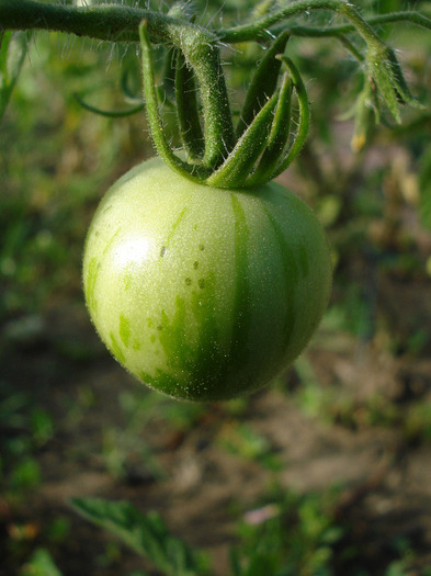 Tomato Tigerella (2011, August 02) - Tomato Tigerella