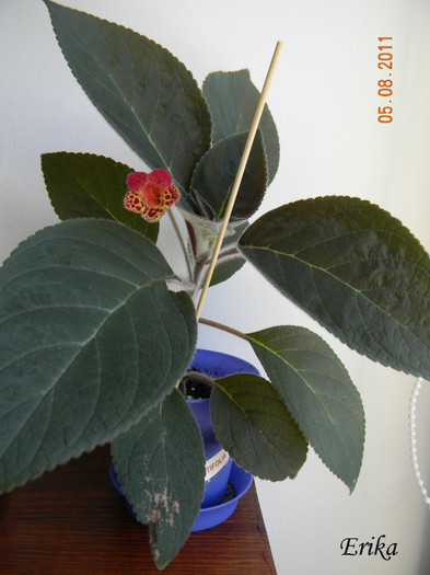 Multifolia 05-08-2011\' 