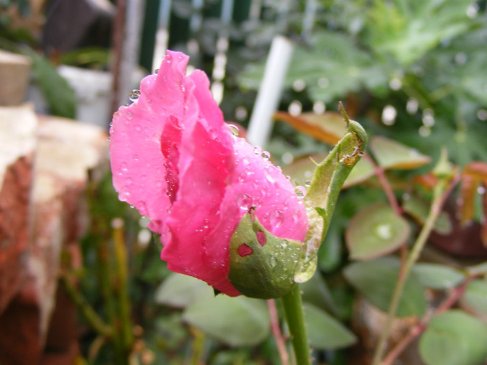 The McCartney Rose (Sweet Lady); Theahybrid,floare mare,20-40petale,parfum puternid,dulce,(5 din 5 puncte)h0,8-1,85m
