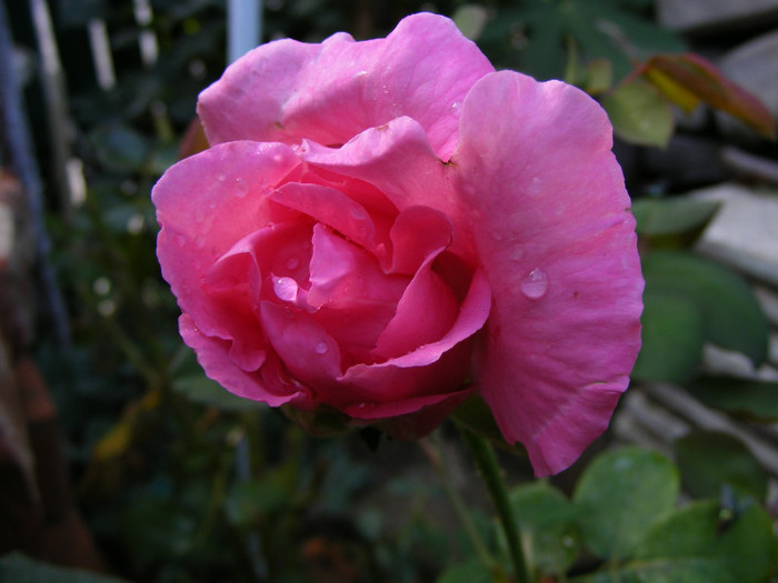 The McCartney Rose (Sweet Lady); Theahybrid,floare mare,20-40petale,parfum puternid,dulce,(5 din 5 puncte)h0,8-1,85m
