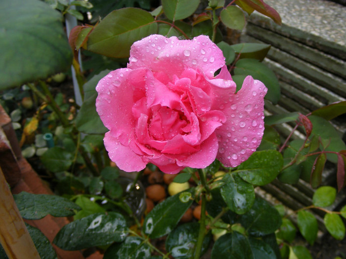 The McCartney Rose (Sweet Lady); Theahybrid,floare mare,20-40petale,parfum puternid,dulce,(5 din 5 puncte)h0,8-1,85m
