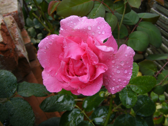 The McCartney Rose (Sweet Lady); Theahybrid,floare mare,20-40petale,parfum puternid,dulce,(5 din 5 puncte)h0,8-1,85m
