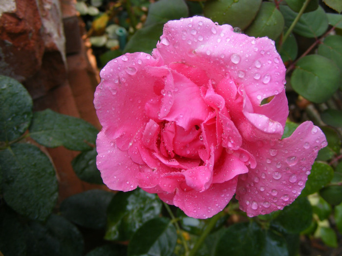 The McCartney Rose (Sweet Lady); Theahybrid,floare mare,20-40petale,parfum puternid,dulce,(5 din 5 puncte)h0,8-1,85m
