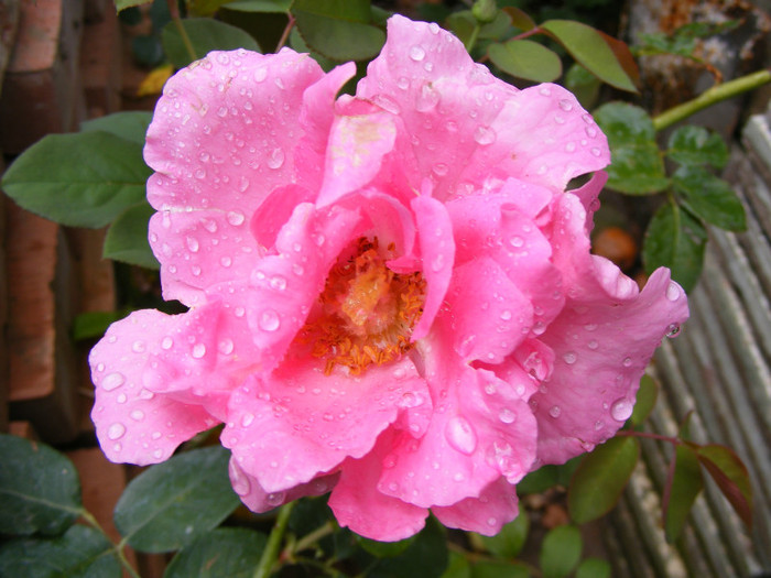 The McCartney Rose (Sweet Lady); Theahybrid,floare mare,20-40petale,parfum puternid,dulce,(5 din 5 puncte)h0,8-1,85m
